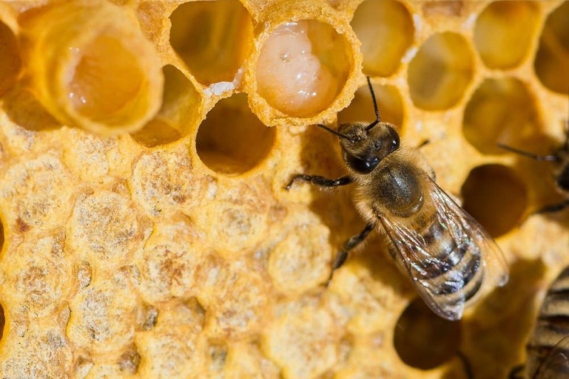 นมผึ้ง ผลิตภัณฑ์เสริมสุขภาพเทรนด์ใหม่ คุณประโยชน์เต็ม ๆ